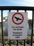 SX25763 Do not feed the birds of prey.jpg